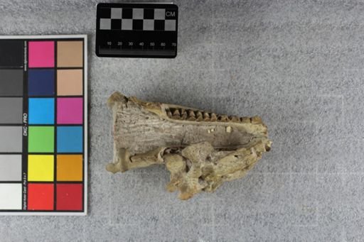 Merycoidodon culbertsoni