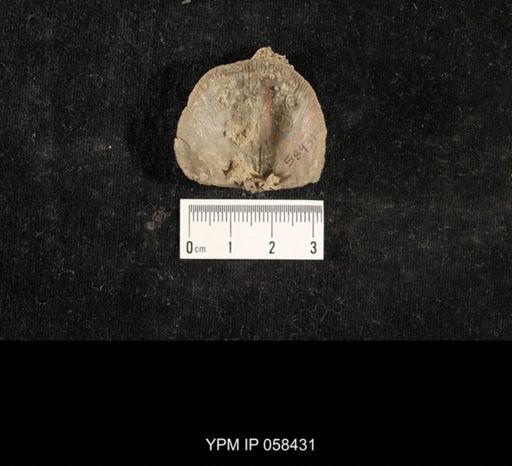 Crania sp.
