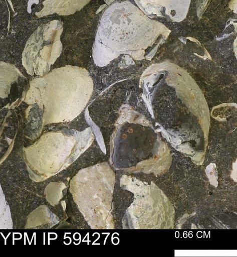Protocardia sp.