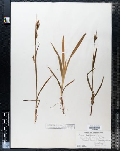 Carex blanda