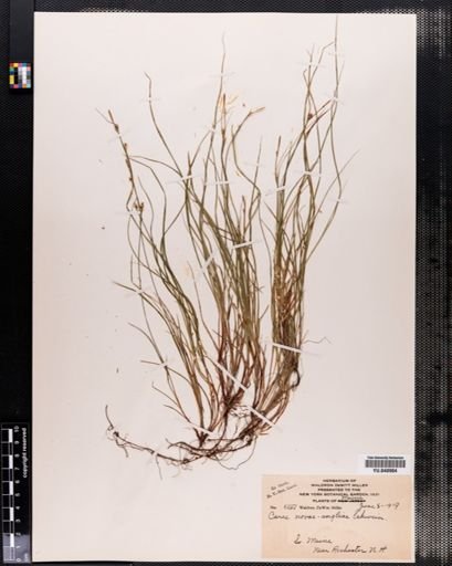 Plantae