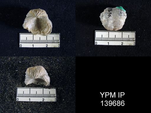 Marginifera typica