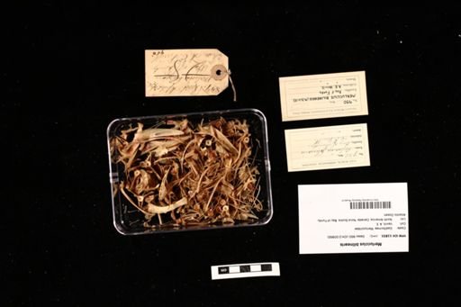 Merluccius bilinearis