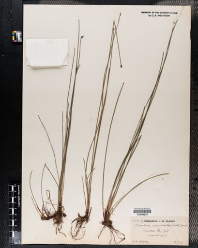 Eleocharis compressa