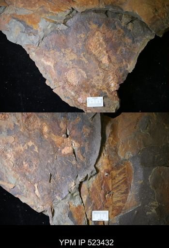 undet. Porifera