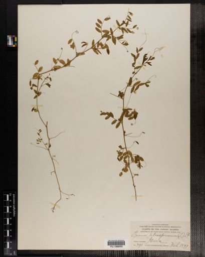Plantae