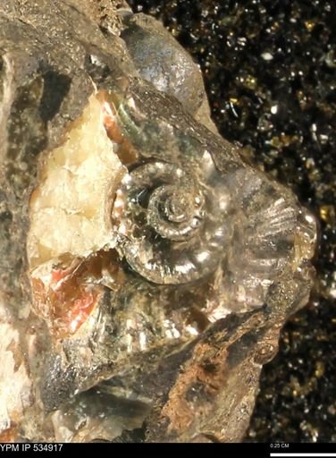 undet. Scaphitidae