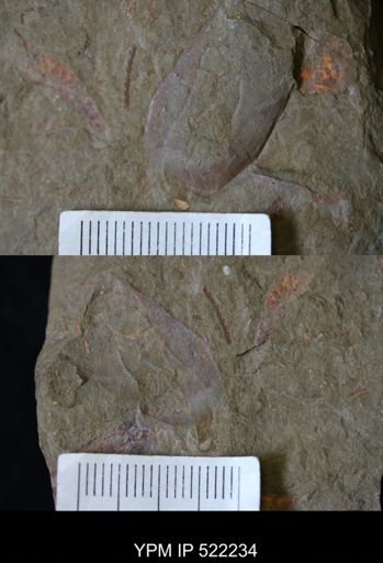 undet. Arthropoda