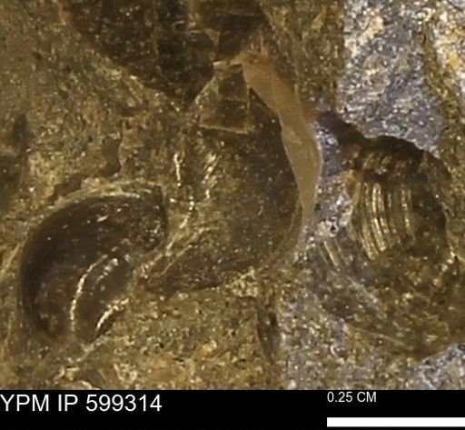 Protocardia subquadrata