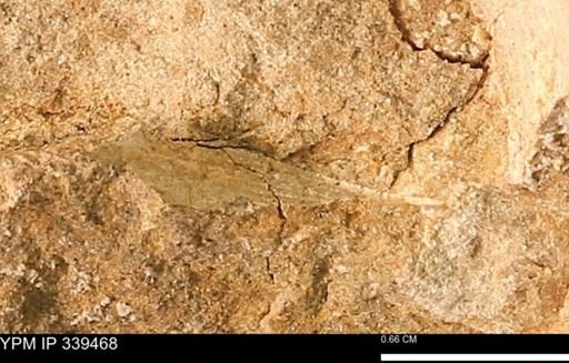 undet. Mollusca