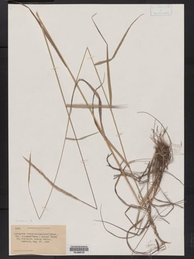 Elymus trachycaulus