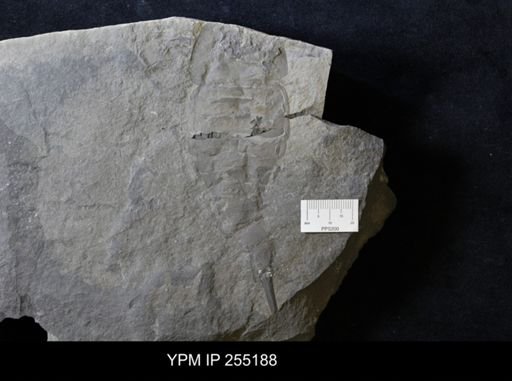Erieopterus sp.