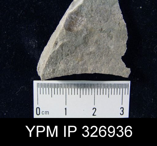 Pustula nebrascensis