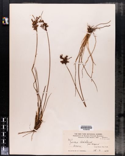 Juncus dichotomus