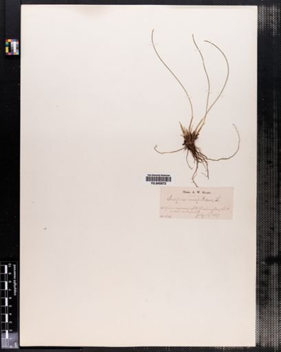 Scirpus caespitosus