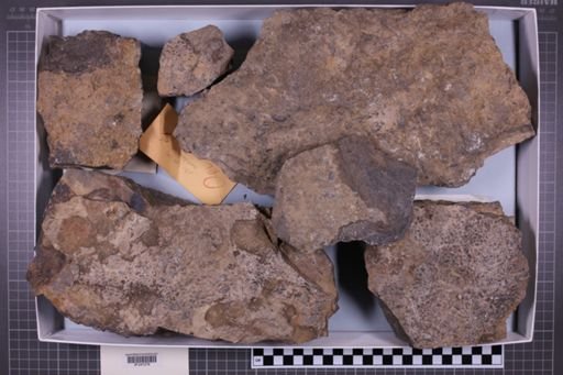 mixed taxa, stratigraphic collection