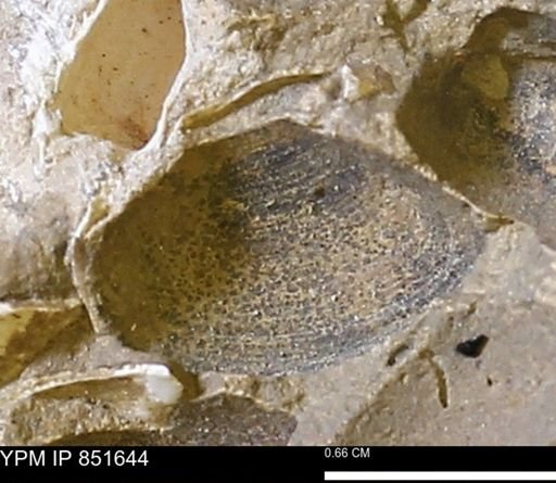 Limopsis striatopunctatus