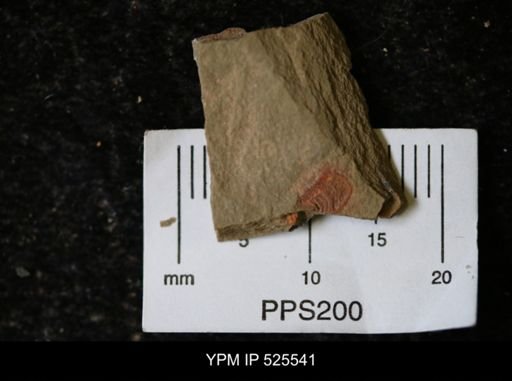 undet. Synziphosurina