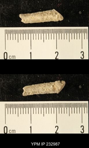 Archaeocidaris sp.