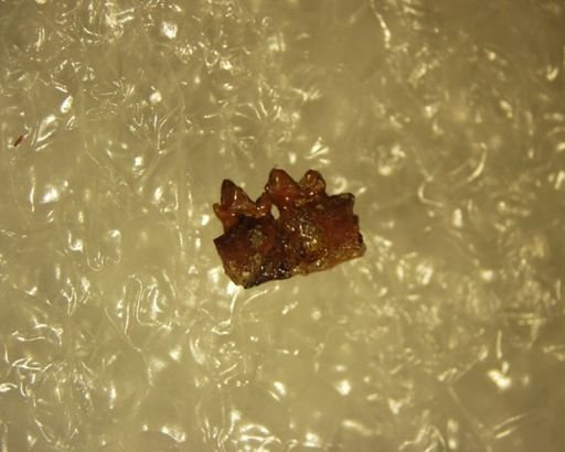 Adapisoricidae sp.
