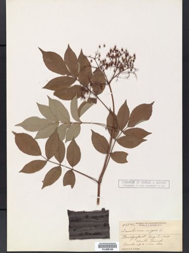 Sambucus nigra