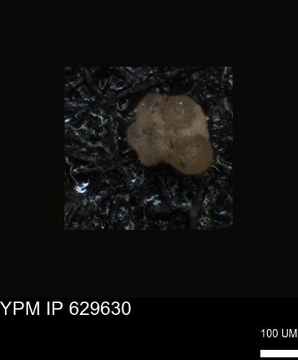 undet. Foraminiferida