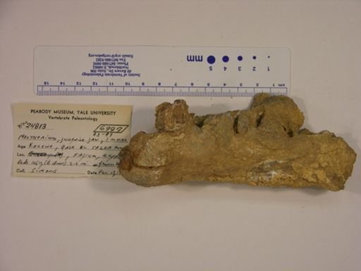 Moeritherium lyonsi