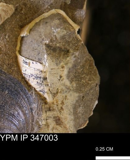 Limopsis striatopunctatus