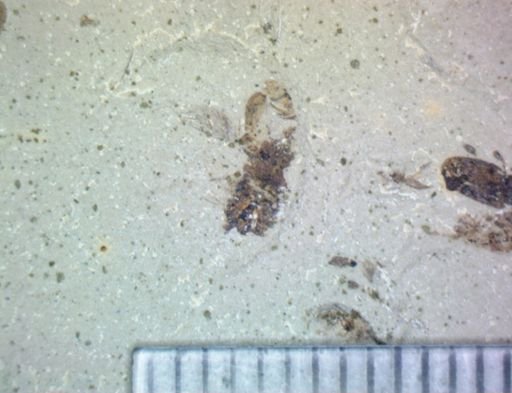 undet. Hemiptera