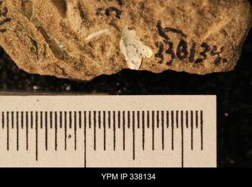 undet. Mollusca