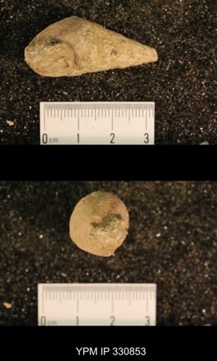 Meekospira peracuta choctawensis