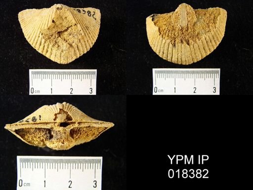 Costispirifer arenosus