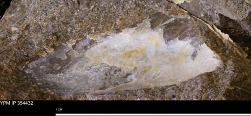 undet. Ostreacea