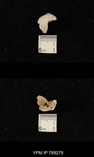 undet. Brachiopoda