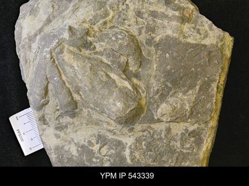 Asterosoma cf. coxii