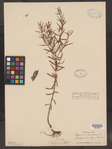 Hypericum canadense