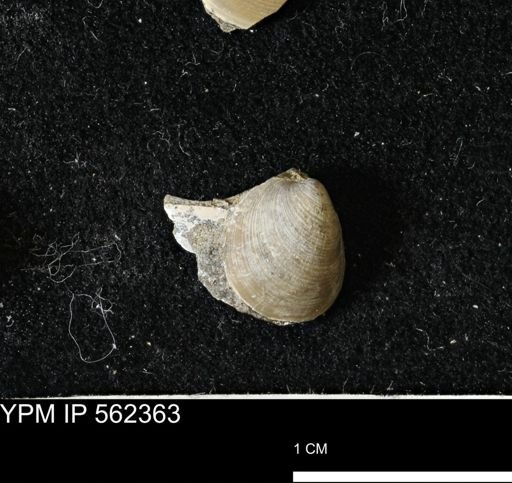 Limopsis striatopunctatus