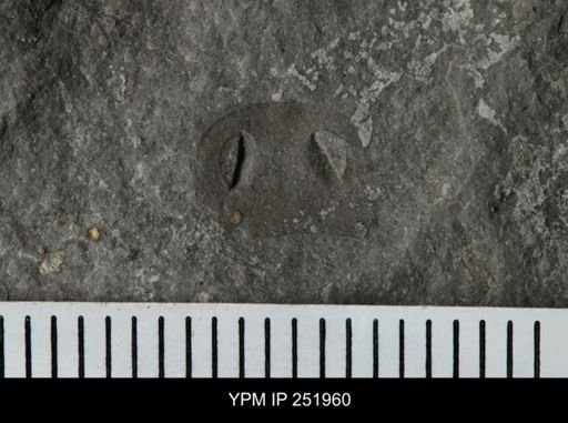Eurypterus sp.