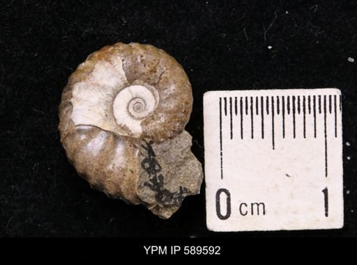 Hoploscaphites comprimus