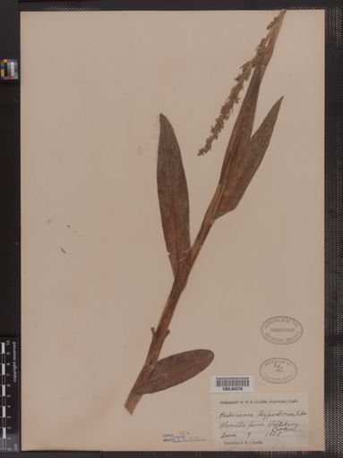 Habenaria hyperborea