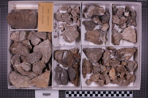 mixed taxa, stratigraphic collection