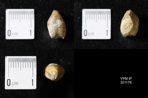 Dielasma turgida