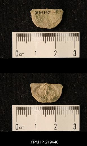 Chonetes granulifer
