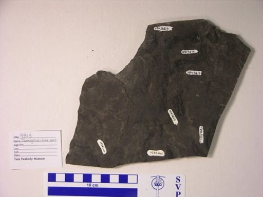 cf. Jamoytius