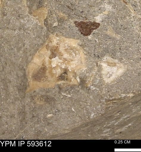 undet. Mollusca