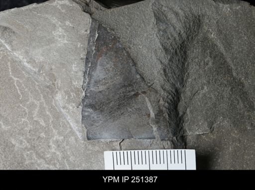 undet. Eurypterida