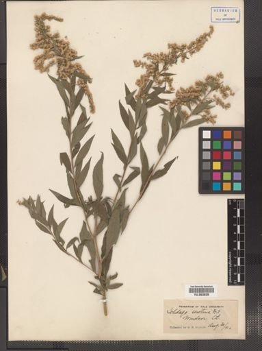 Solidago serotina
