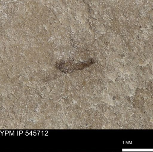 Diptera?