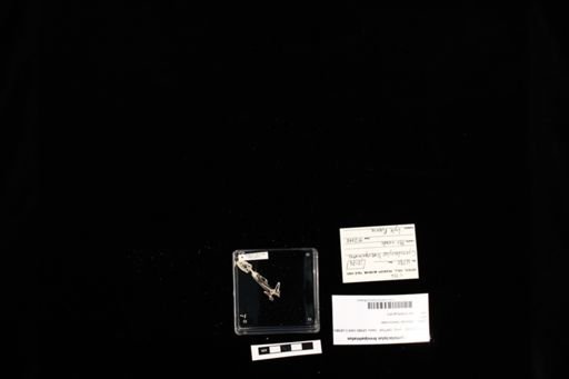 Cyrtodactylus brevipalmatus