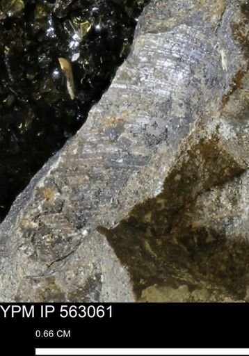 Oxytoma (Hypoxytoma) sp.